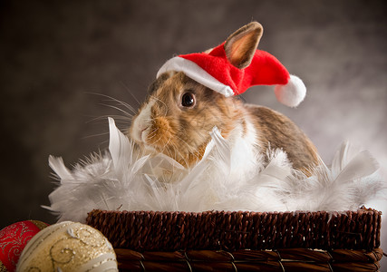 圣诞装扮的兔子图片