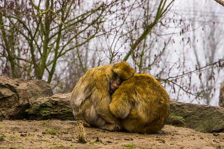 猕猴桃山两只坐在紧靠一起拥抱着彼此的野兽爱来自摩洛科的濒危动物猿类西尔瓦努斯图片