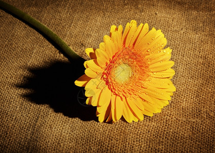 青黄雪贝拉美丽的黄雪贝拉花朵躺在桌子上花的园图片