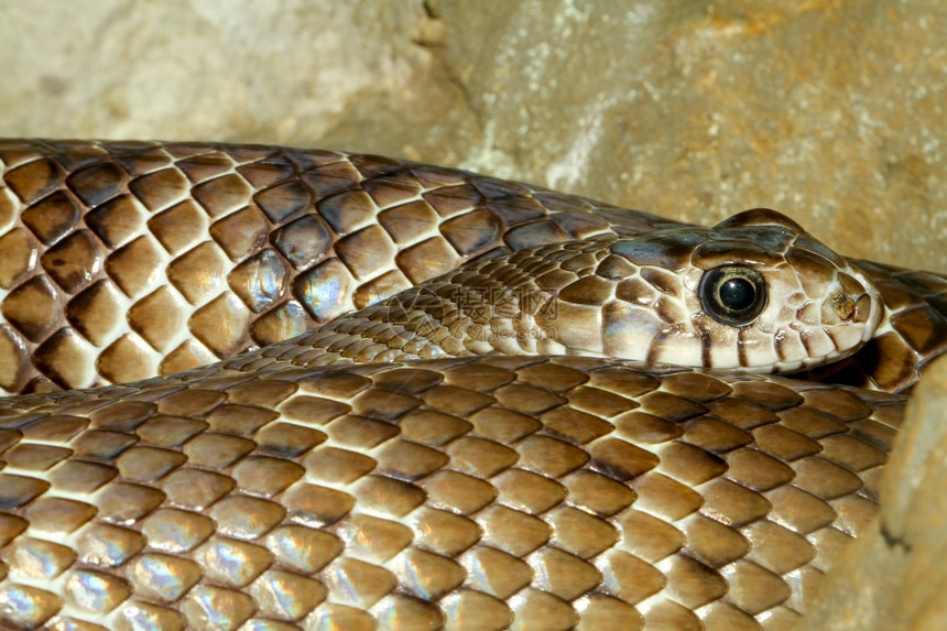 皮肤在泰国的地板上关紧老鼠头蛇宠物爬虫图片