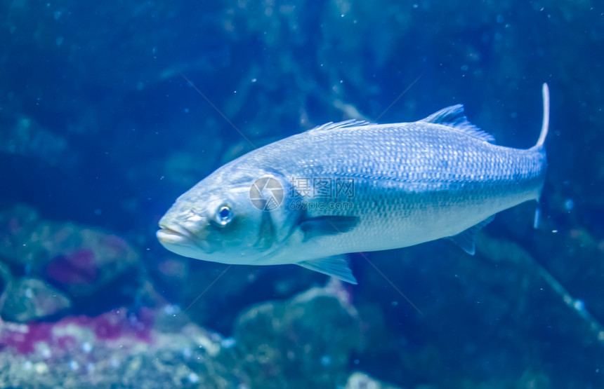 亚特兰地海的脆弱鱼种濒临灭绝的大西洋鱼类物种宠银水产养殖图片