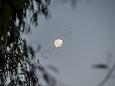 太阴叶子扑树在月亮满的前额飘动轮廓背景