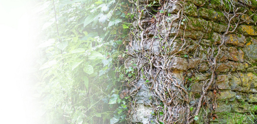 旧的粗墙和绿色植物结石家陈年图片