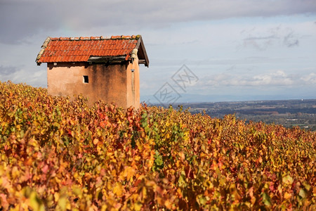 秋天藤蔓旅游法国Beaujolais市Morgon的葡萄园图片