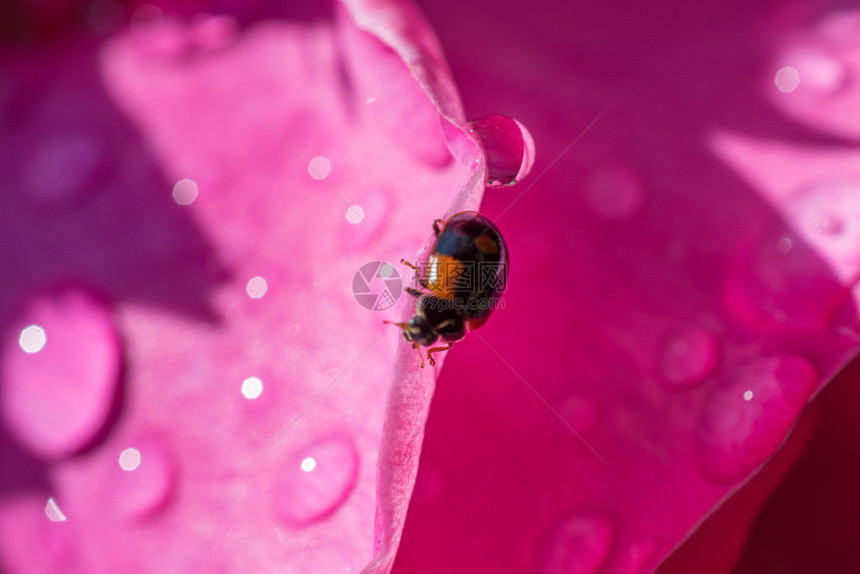 绿色一张坐在叶上的Ladybug照片草地夏天图片