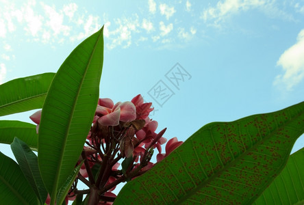 植物群蓝色天空的弗朗吉帕尼开花粉色的图片