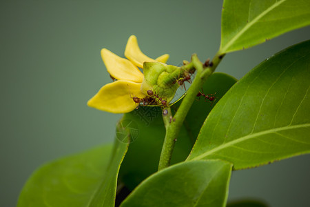 植物上的蚂蚁图片