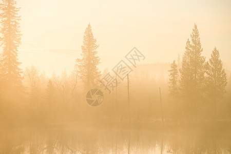 阳光金的欣德斯特伦清晨在北瑞典的荒野中图片