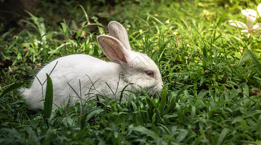 草原上的白兔图片