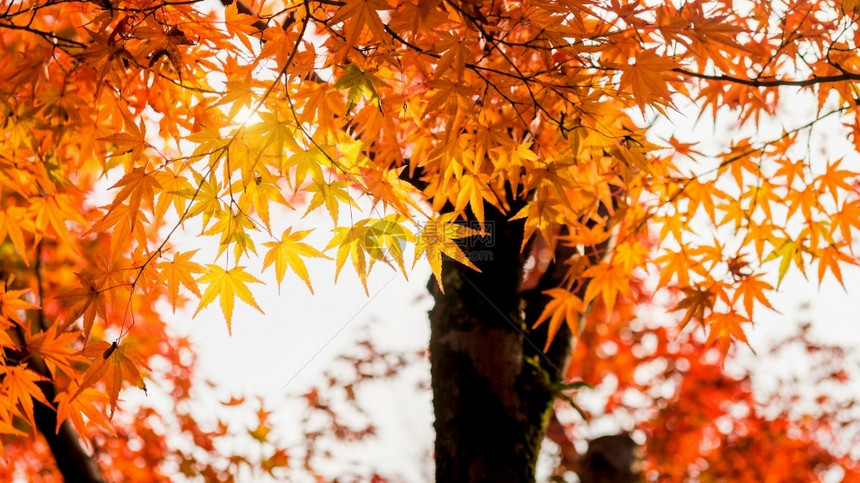 分支抽象的丰富多彩秋天叶子图片