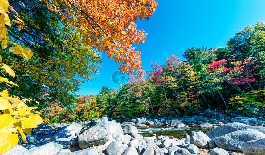10月新罕布什尔州下瀑的树叶黄色新鲜图片
