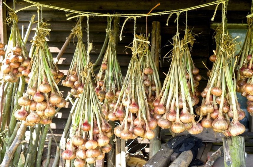 植物生态庇护所挂在荷兰Leidschendam有机蔬菜园Groentenhof的枯燥洋葱图片