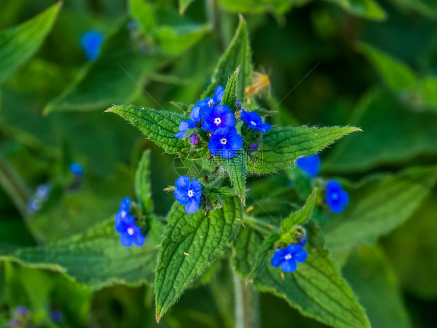 以来自欧洲的花朵园和野盛开的蓝园和野自然背景植物学衬套群图片