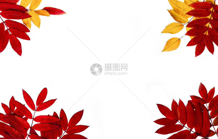抽象的枫白色背景树叶制成的秋季边框白色背景树叶制成的秋季边框九月图片
