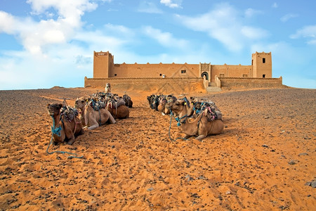 野生动物建筑学摩洛哥ErgShebbi沙漠的骆驼干燥图片