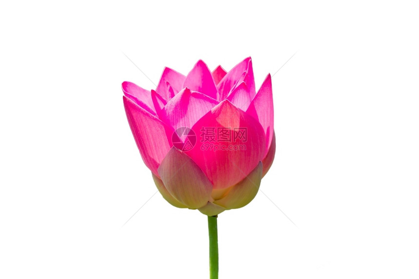日本亚热带植物科美丽的莲花白底美孤立的朵图片