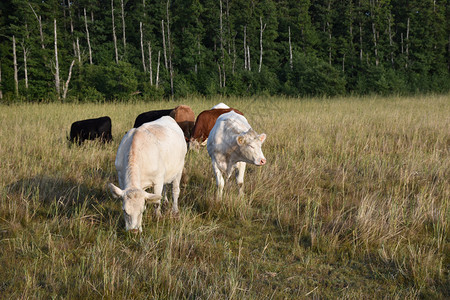 牧牛群在森林背景的绿草原上放牧有森林背景奥兰草地图片