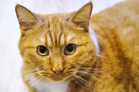 等级猫科动物口红圆眼睛口哺乳动物图片