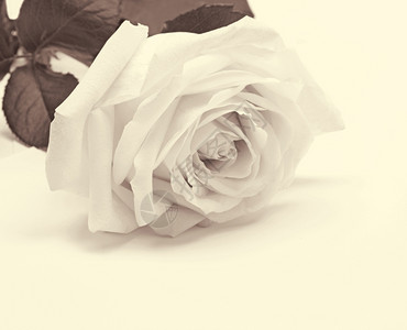 美味脆弱白色玫瑰近身可用作SepiatonedRetro风格的背景礼物背景图片