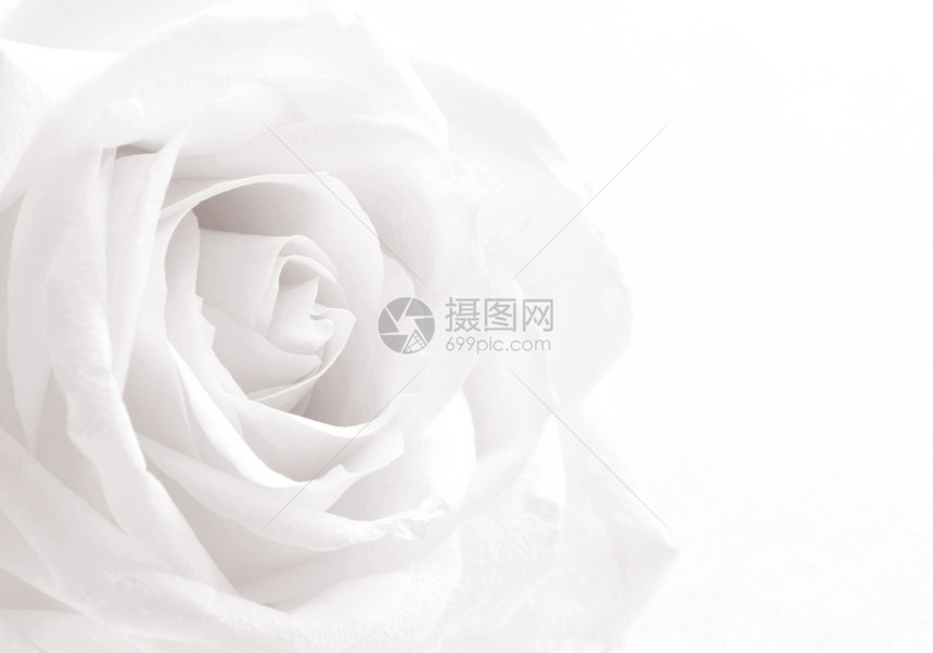 能够新鲜的在SepiatonedRetro风格中白色玫瑰特端可用作背景软焦点金的图片