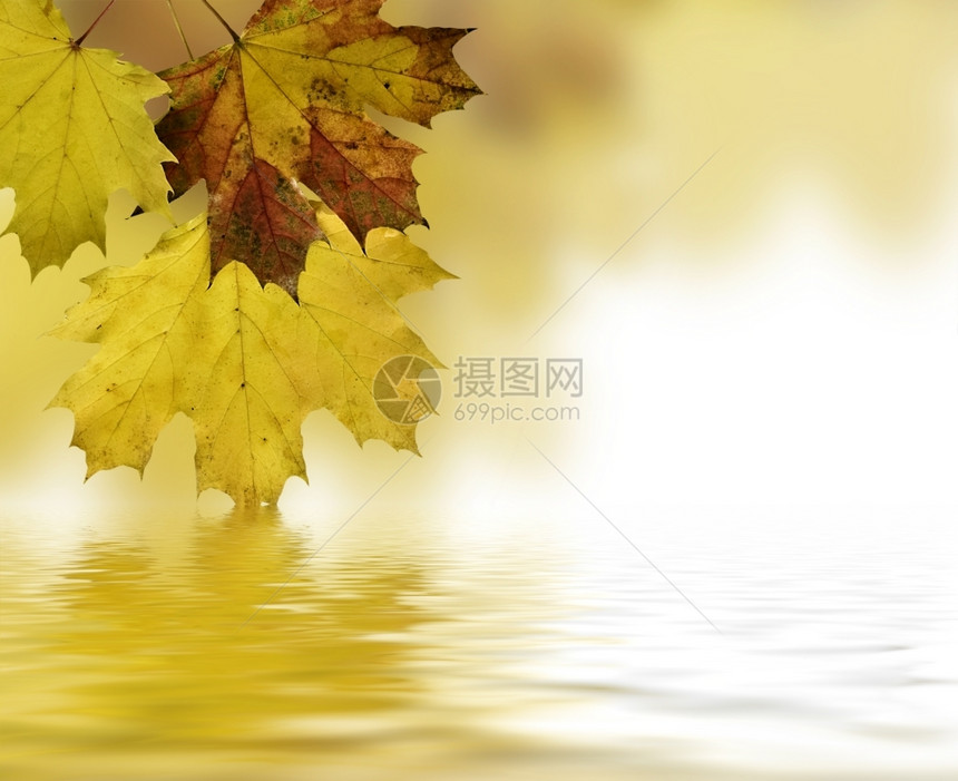 自然植物黄色的秋叶倒映在水中图片