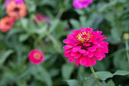格鲁索尼花园中的Gerbera花朵科学名称是GerberaJamesonii绽放明亮的雏菊背景