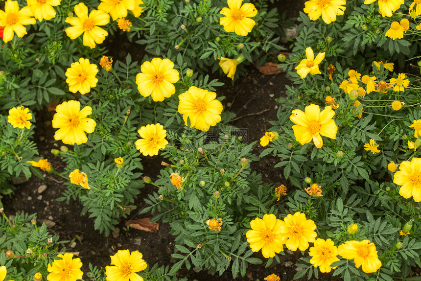 速连科新鲜的欧洲阿尔卑斯山带黄色花朵的绿草质抽象图片