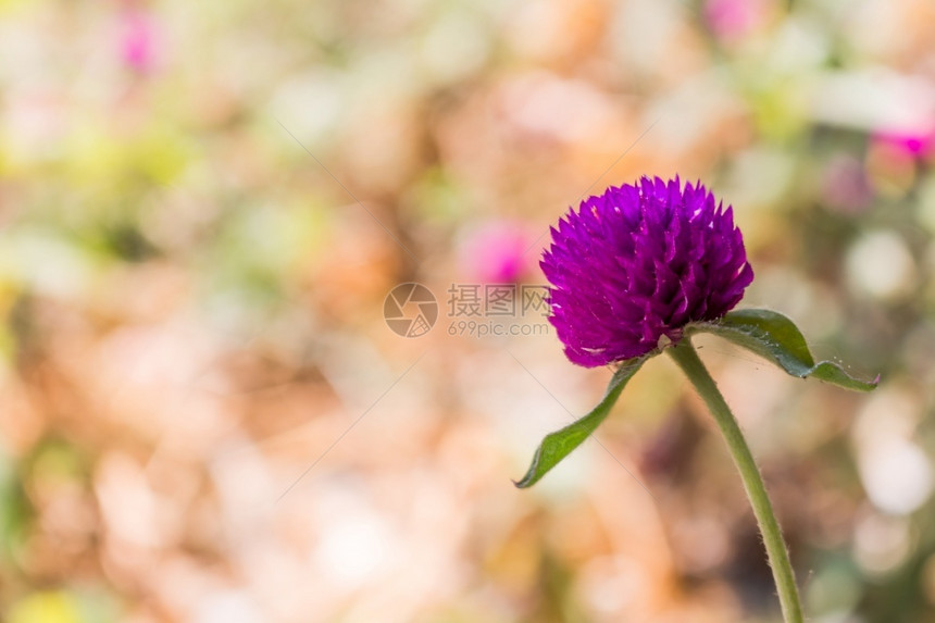 amaranth花背景团体植物学新鲜图片