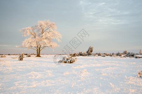 初晴冬日乡村的一月寒冷冬日清晨阳光初明时有一棵霜冻的树纯度背景
