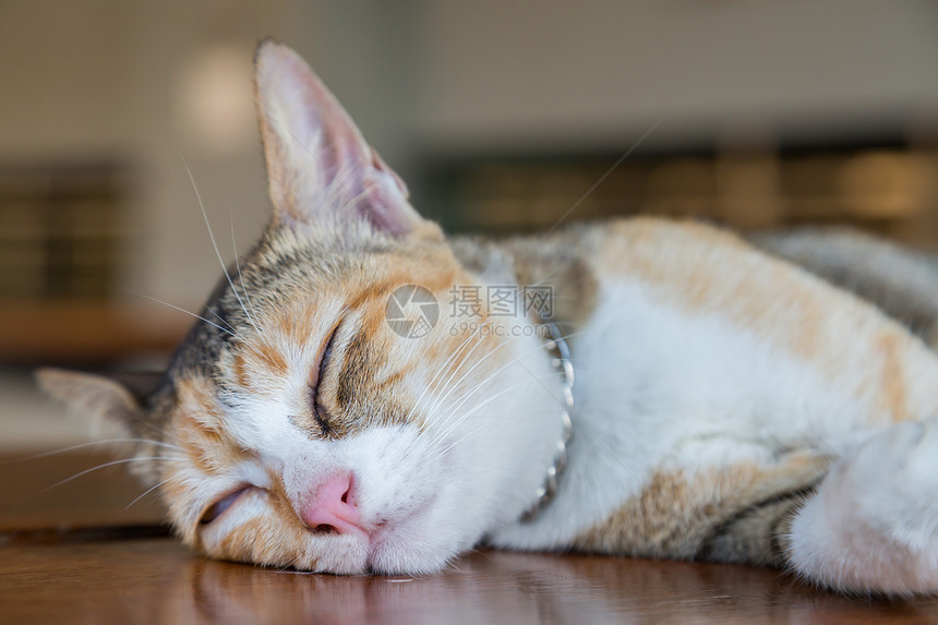 棕色木头桌背景上的睡猫可爱宠物甜图片