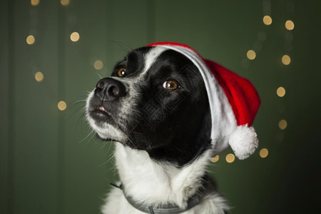 诺埃尔爪子可爱的穿着圣诞老人红帽子的可爱狗图片