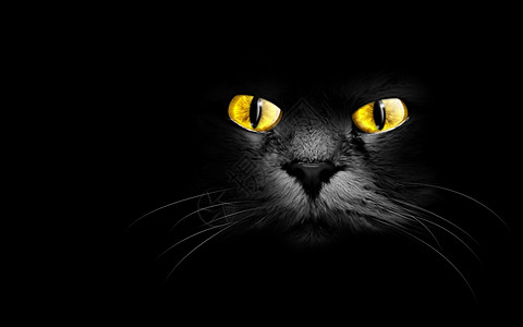 魔法猫恶魔对比在黑暗中咬猫发光的背景