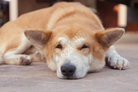 宠物蹲着在水泥地板上睡觉的棕色狗颜图片