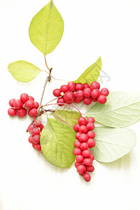 营养丰富红五味子枝成熟群有用植物作白色背景五味子植物果实五味子韩国红枝白色背景成熟五味子群庄稼背景图片