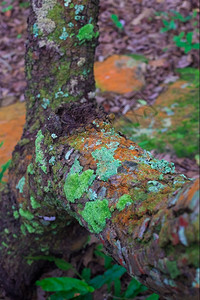 山毛榉紧闭李清和苔的树皮长满藓结石图片
