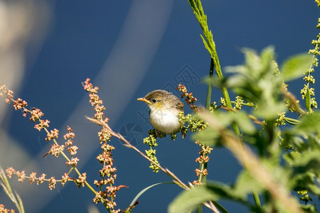 小鸟与虫甜的相片飞尾丝Cisticolajuncidis是来自战舰家族的一只小鸟莺背景