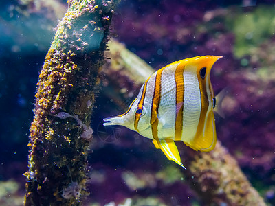 多齿龙科丰富多彩的水族馆高清图片