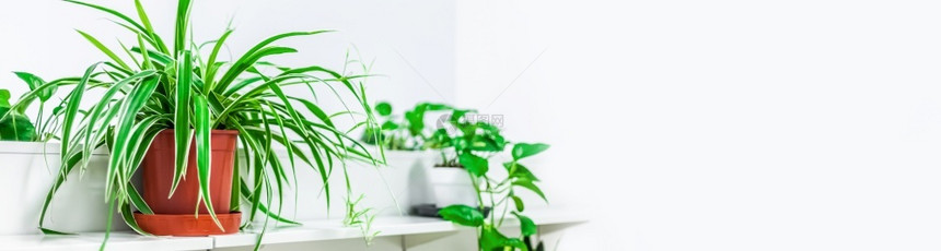 室内植物爱好园艺概念浅光扫描式的室内花园在里种植采光扫瞄型家庭菜植物图片