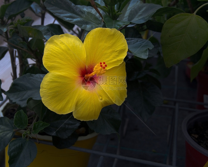 开花瓣黄芙蓉特写马略卡岛1月绿色图片