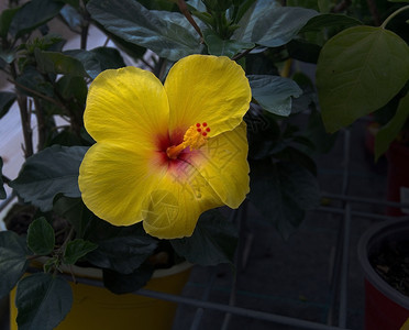 开花瓣黄芙蓉特写马略卡岛1月绿色图片
