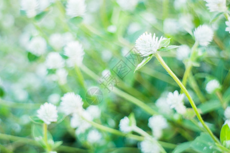 夏天的美丽花种植园股票照片景观叶子生长图片