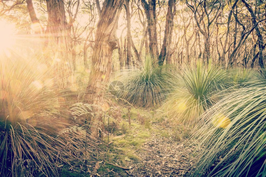 优质的日落时金色森林风景阳光在树木中照亮并产生回溯的Instagram风格过滤效应金子美丽的图片