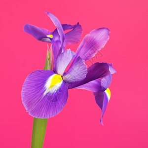 美丽的紫花虹粉红色背景的颜鸢尾植物群图片