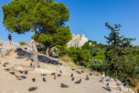 观光景视着游客向希腊雅典城的岩石看望地面上有鸽子景区鸟地标图片