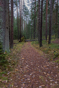 Cesis市拉脱维亚森林有树木和绿苔自然植物3102荒野针叶植被图片