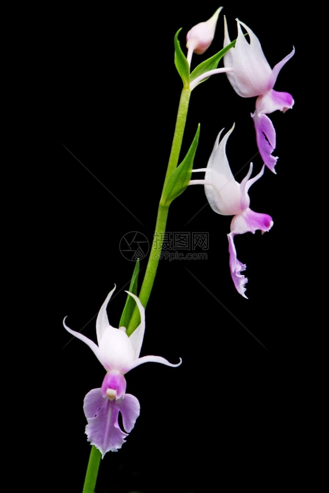 植物学艺术盛开紫色地兰花加特反射a图片