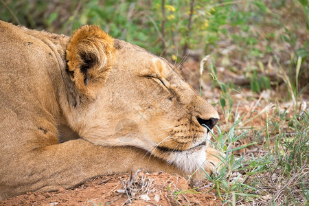 苹果浏览器户外一只狮子在草原的地上爬行睡在草原的地上动物图片