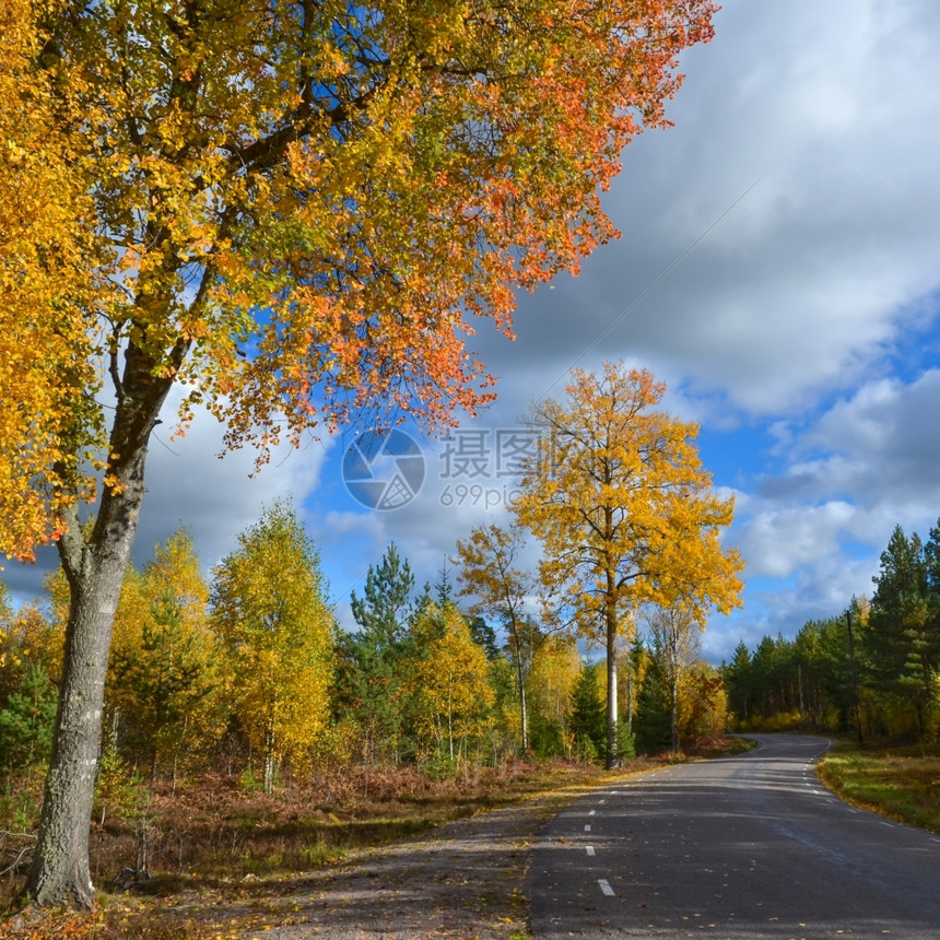 一种叶子在瑞典乡村公路边的多彩斑山洞风景图片
