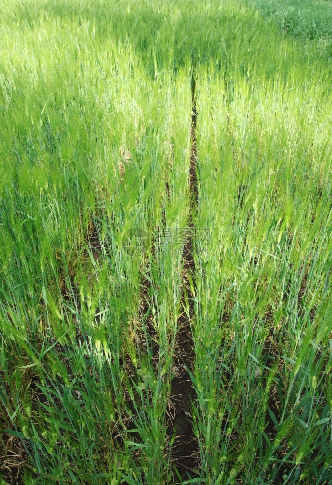 小麦田蓝色的环境农场图片