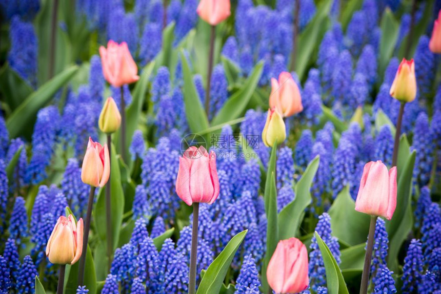 荷兰粉红郁金香和Muscarihyacinth田地递减植物农村图片